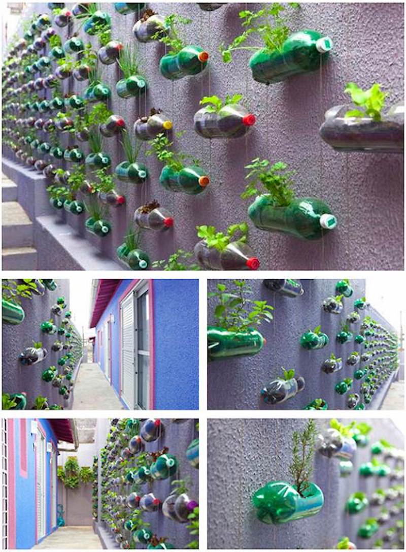 Hanging bottles to grow plants