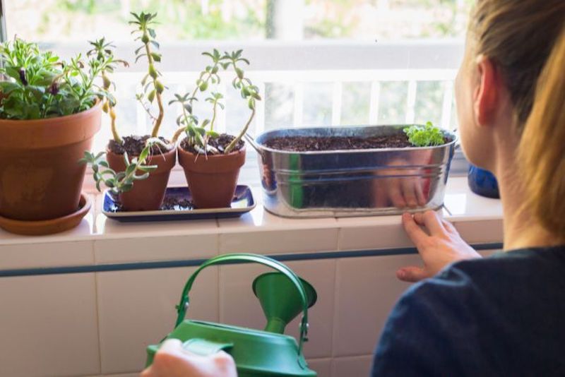 DIY: How to Make HerbGarden on Your Window Sill \u2013 InGwest Company