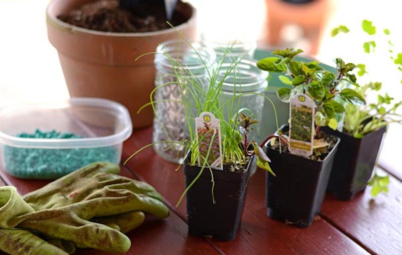 How to Start An Herb Garden on A Window Sill