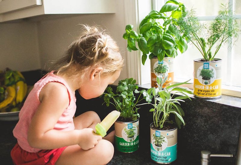 How to Make Herb-Garden on Your Window Sill — Bonus: