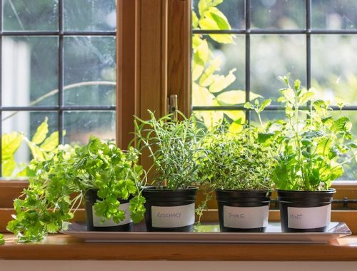 DIY: How to Make Herb-Garden on Your Window Sill