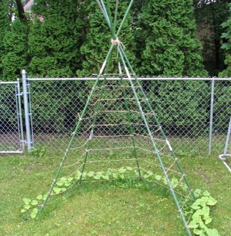 Grow your own teepee