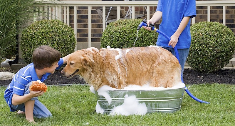 Taking care of your pets with comfort with knee pads